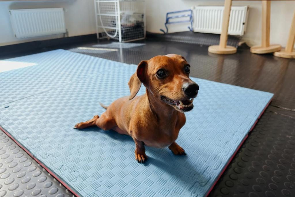 Why Choose a Board Certified Veterinary Surgeon for Your Pet's Surgery?